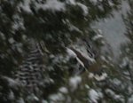 Turkeys