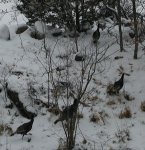 Turkeys