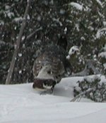 Turkeys