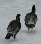 Turkeys