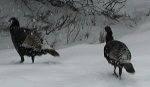 Turkeys