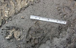 Bear tracks in the mud with ruler