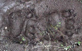 Bear tracks in the mud