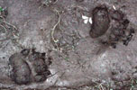 Bear tracks in the mud