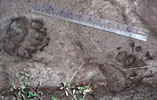 Bear tracks in the mud with ruler