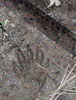 Racoon tracks in the mud with ruler
